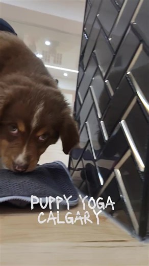 Adorable puppies yoga? YES PLEASE 🙋‍♀️ Puppy Yoga Calgary offers both! Each class is 60 minutes long, and is only available on weekends at specific times. I have always had a love for dogs, especially puppies! So when I heard that Calgary is getting this unique excerise experience, I was super excited! (Though it was pretty much 70% playing with puppies and 30% doing yoga for me 😂). It was a super fun time. Puppy Yoga is a business that is passionate about mental health and believes that anima