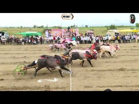 गोल्डन 916 केसरी मायणी सेमी क्रमांक-5