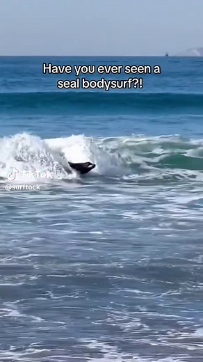 Seals Master the Art of Bodysurfing