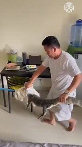 816K views · 2.8K reactions | Huge monitor lizard crash through a student's bathroom | Bored Panda Animals | Facebook