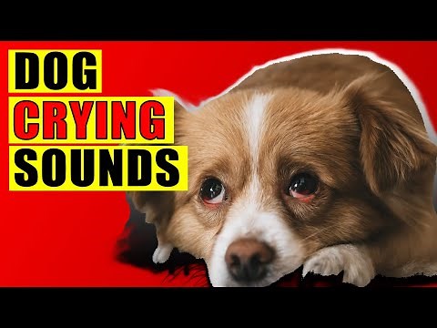 Dog Crying Sounds. 15 Dog Breeds Crying Sound Effect. Loud Whining Puppy Cry Sounds