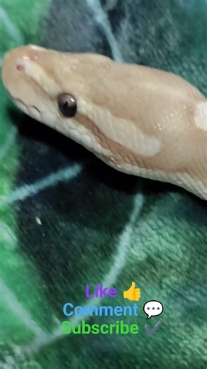 Leo the Banana 🍌 leopard 🐆 Mojave! Ball python #ballpython #leo #mojave #leopard