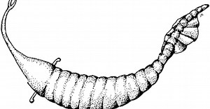 Mazon Creek Pennsylvanian Age Fossils and the Tully Monster