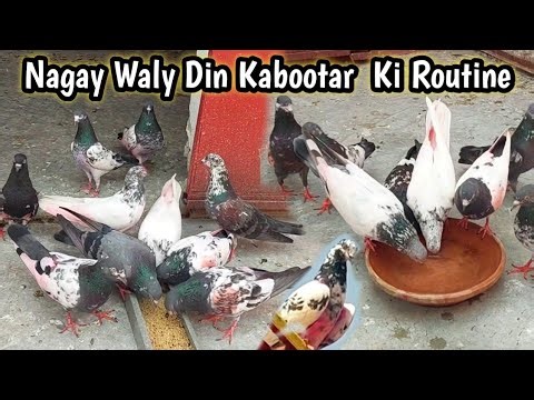 Nagay Waly Din Kabootar Ka Dana Pani | Hashim Mahmood Pigeons