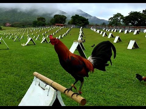 THE HISTORY OF MCLEAN HATCH GAMEFOWL