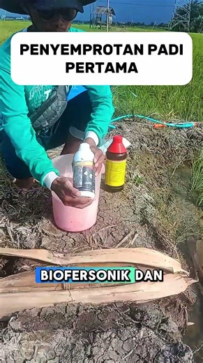 PENYEMPROTAN PADI USIA 7 HST #shorts