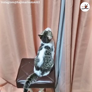 87K views · 6.8K reactions | Help... I-I can't go up | PECO | Facebook