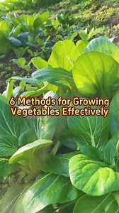 6Methods for growing vegetables effectively👌 #gardening #gardeningtips #vegetablegarden #vegetablegardening #plantingtips #garden | Gardening & Landscape Ideas