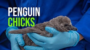 15K views · 1.6K reactions | Nine adorable penguin chicks have...