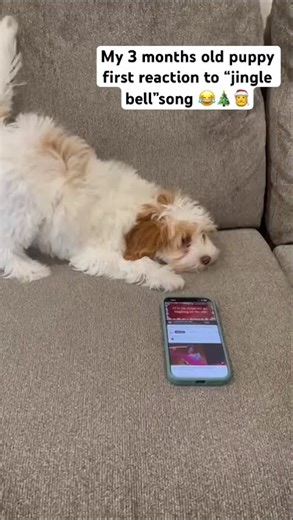 Cocomelon reacting to “jingle bell” song 😂😂😂 #cocomelon #cutepuppy #dogshorts #dogvideos