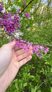 4.8K views · 56 reactions | Just released (BLOOM) our pressed flowers phone cases. Made with real pressed flowers! carved.com/bloom | Carved | Facebook