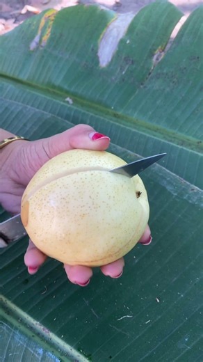 Unboxing Buah Pir #buahpir
