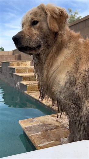 Golden Retriever Having Fun in the Mud