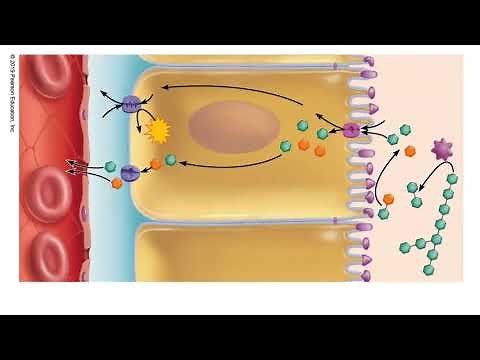 Functions of the Small Intestine