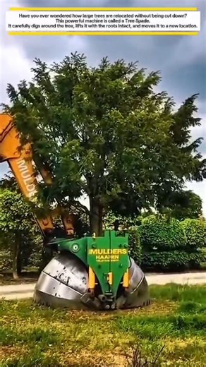 This Machine Moves Entire Trees Without Killing Them! #shorts