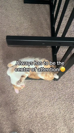 Why Cats Demand Attention All the Time