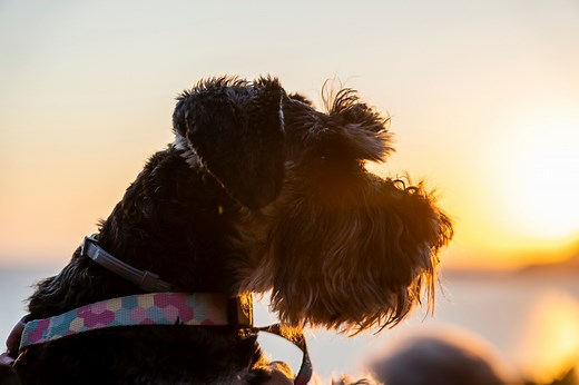 Pancreatitis in Dogs: Signs, Causes and Treatment | PetMD