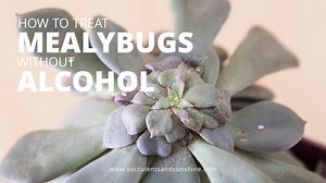 How to Treat Mealybugs and Scale Naturally on Succulents