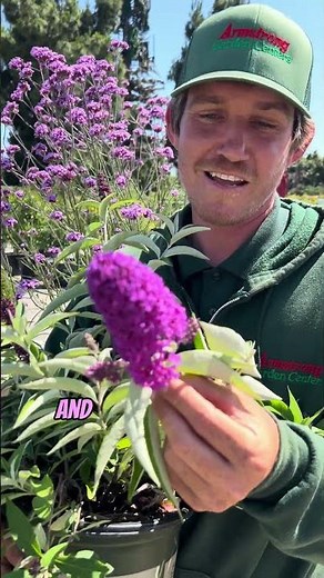 Transform Your Garden with These Butterfly-Attracting Perennials