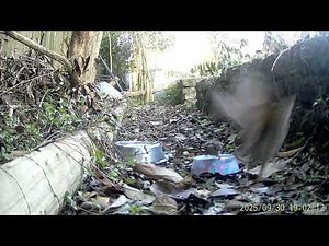 Combined Time-lapse and Motion Detection