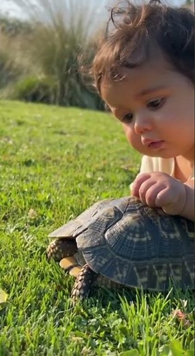 Baby's First Turtle Encounter - Surprise Shell Game