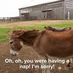 “If someone is saying to us that a donkey is stupid or stubborn, it’s probably because they’ve been outsmarted by them.” Step inside The Donkey Sanctuary of Canada! | CBC Life