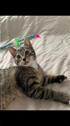 Alex ronaldo fan on TikTok