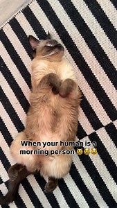 Too early for this 🥲 | Siamese.connection