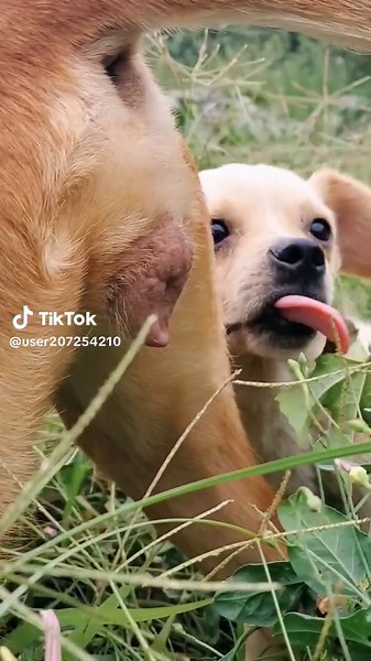 Donkey Meeting: A Unique Animal Interaction