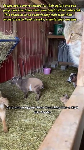Determined Pygmy Goats Launching Into A High Hay Feeder