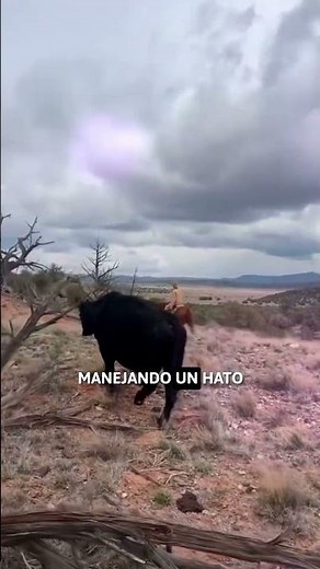 SECOND LARGEST RANCH IN THE UNITED STATES 🐂🤠🌾 #ranch #cows #angus