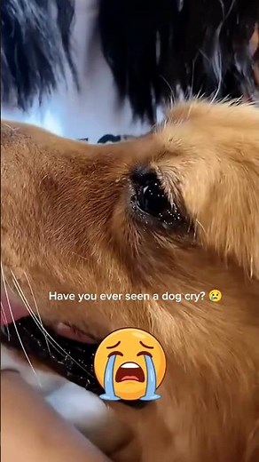 Can Dogs Really Cry? Understanding the Silent Language of Dogs #DogCrying #SadDog #DogTears