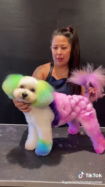 Amazing #trasformation grooms done by amazing students! #creativegrooming #doggrooming #bichonfrise #doggo #cutedog #petlovers