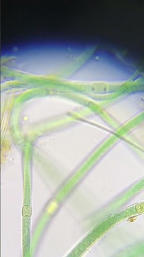 Green algae Spirogyra sp. and Oedogonium sp. with a diatom visible