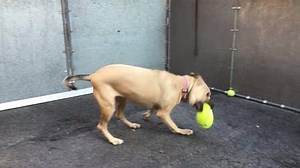 46 reactions · 49 shares | This is what happens when NYC's homeless and abandoned animals open their presents from all over the world-lovingly donated as part of #GivingTuesday This is what it means to #GiveWags ❤️ p.s this is Cha Cha. She is available and waiting to meet her new family at our Manhattan Care Center! | Animal Care Centers of NYC (ACC) | Facebook