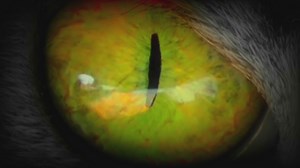 A Haunted Tour of East Tennessee: The legend of the Wampus Cat