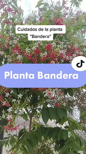 Cuidados esenciales para la Planta Bandera