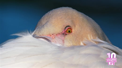 Deze flamingo werd gefilmd in een stil moment