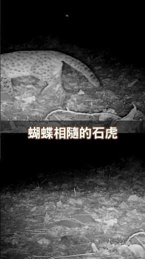 蝴蝶相隨的石虎