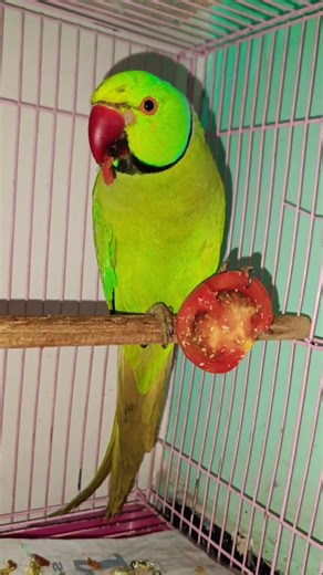 Ay mitho talk and smart😂😂#mitho #parrot #shortvideo