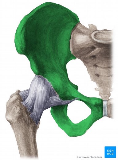 Os coxae (Hüftbein)