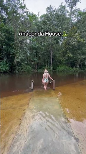 Amazon Forest.