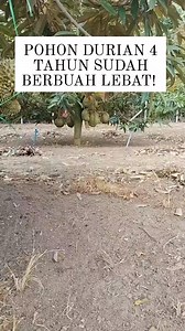 133K views · 2.9K reactions | Usia tanam baru 4 tahun! #kebun #durian #montong #bawor #musangking #blackthorn | Firdaus | Facebook