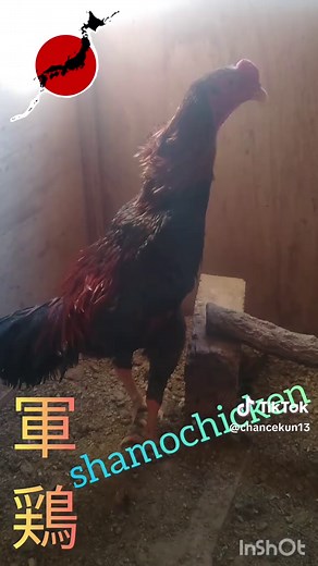軍鶏の販売と飼育方法について