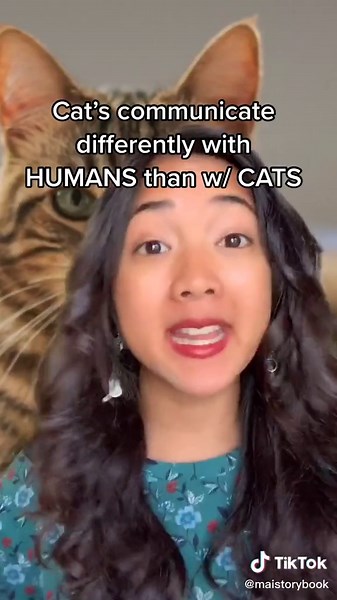 Decoding Your Cat's Meow: Understanding Cat Language