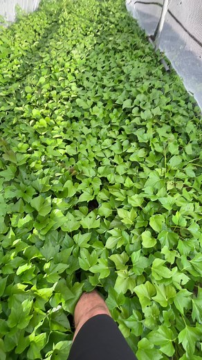 Essential Gardening Tips for Growing Kumara