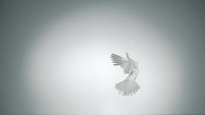 White bird flapping, Slow Motion