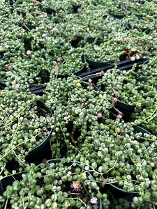 Variegated String of Pearls 4” – Senecio Rowleyanus, Trailing Succulent, Easy Care Live Plant - Etsy Canada