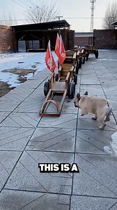 20K views · 259 reactions | #Who knew dogs could make such amazing drivers? ‍了”#DogDriver  #China  #SchoolBus  #DogTraining  | Wildlife | Facebook