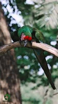 The beauty of Birds and Chirping sound